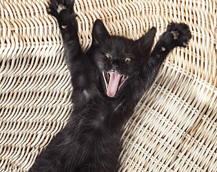 Guess That Cat!